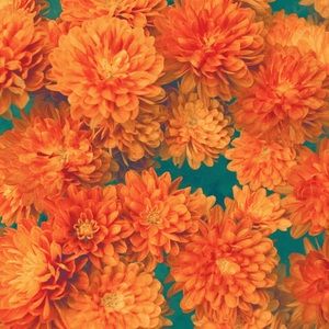 Meet your Posher, Kia